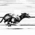 Greyhounds auf der Rennbahn