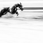 Whippet auf der Rennbahn