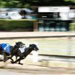 Greyhounds im Paarlauf