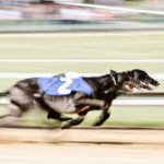Greyhounds, die schnellsten Hunde der Welt