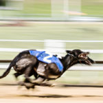 Greyhounds