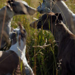Sechs Whippets sind besser als zwei