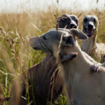 drei Whippets spielen