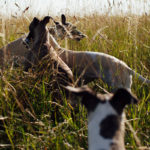 Drei Whippets im hohen Gras