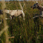 Attacke durch die Wiese