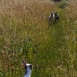 Sprint durch das hohe Gras