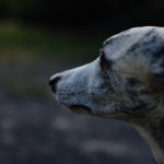 Whippet, Freilauf