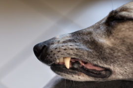 Ja, wo ist sie denn? Hundejonglage im Juni.
