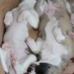 Whippet Welpen im Tiefschlaf