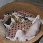 Whippet Welpen mit ihrer Mutter