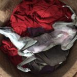 Whippet auf roter Decke