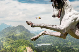 Real Surreal Sighthounds by Armin Hauke