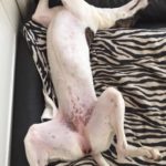 So schlafen Whippets