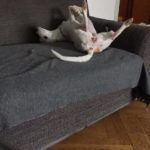 So schlafen Whippets