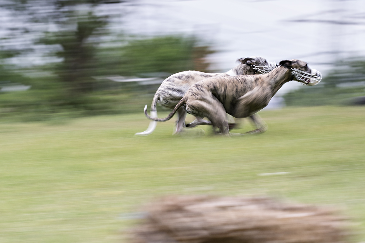 Zwei Whippets auf dem Coursing Parcour