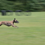 Whippet beim Coursing
