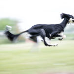 Saluki beim Coursing