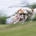 Saluki beim Coursing