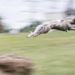 Zwei Whippets beim Coursing