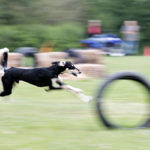 Saluki beim Coursing
