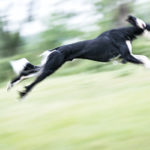 Saluki beim Coursing