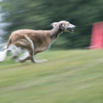 Saluki