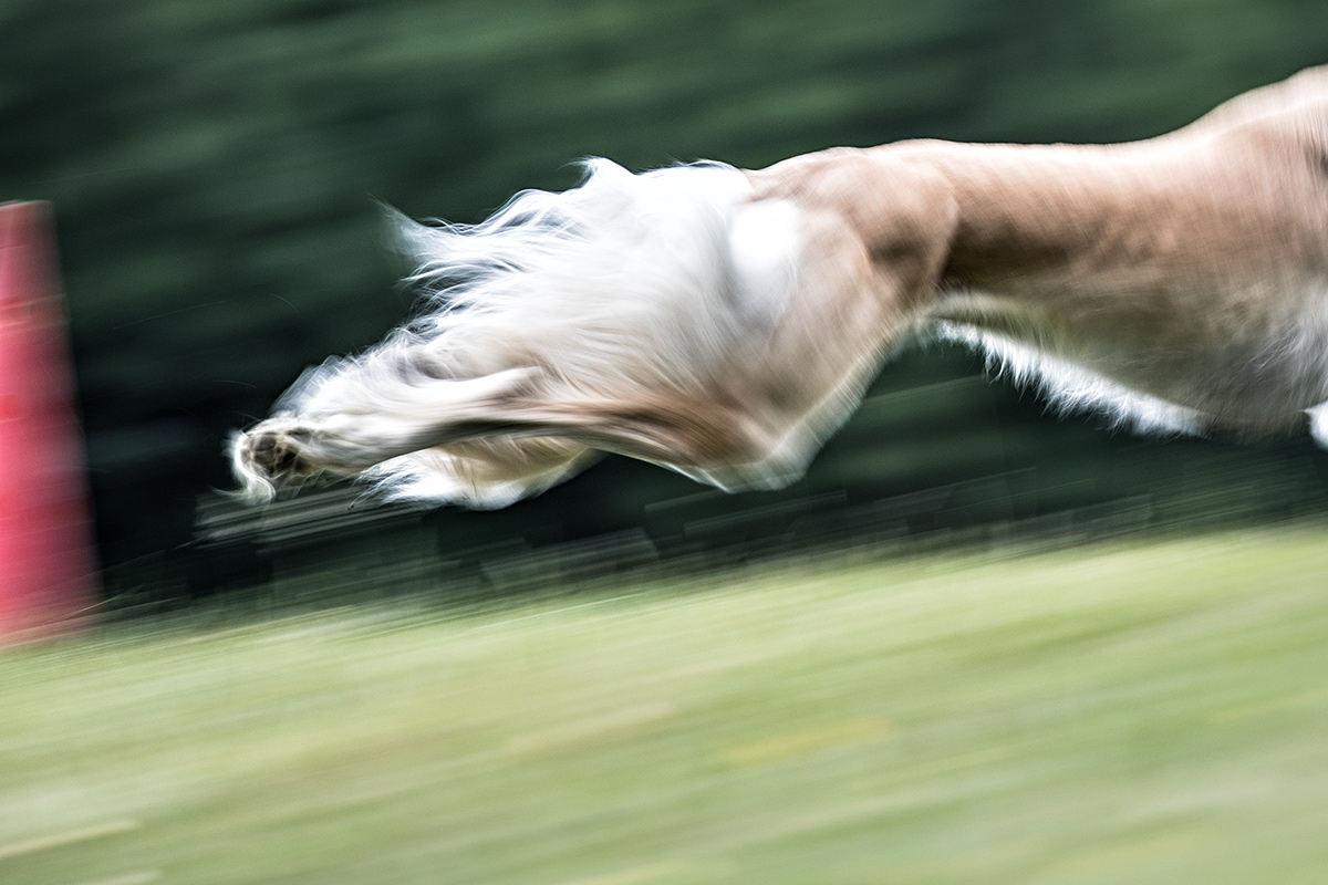 Saluki auf dem Coursing Feld