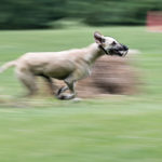 Sloughi beim Coursing