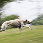 Sloughi beim Coursing