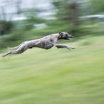 Whippet beim Coursing