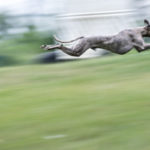 Whippet beim Coursing