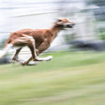 Saluki