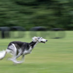 Saluki