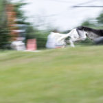 Saluki