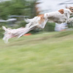 Saluki beim Coursing
