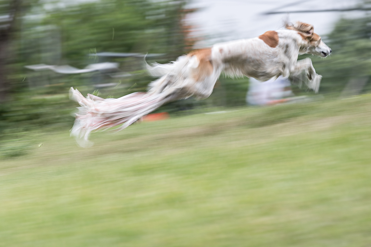 Saluki auf dem Coursing Parcour