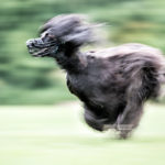 Afghane beim Coursing
