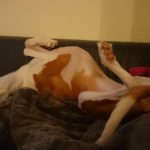 Podenco im entspannten Tiefschlaf