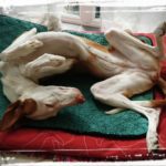 Podenco im Tiefschlaf