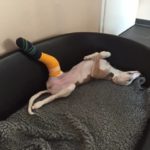 Whippet Welpe entspannt mit Gipsbein