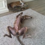 Whippet auf dem Teppich