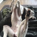 So schläft ein Whippet