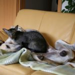 Der Teufel auf des Sloughis Bauch