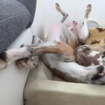 Whippets sind so