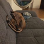 Whippets sind so