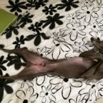 So schläft ein Whippet