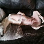 So schläft ein Whippet