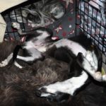 schwarz weißer Whippet schläft
