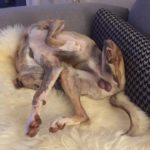 Whippet Yoga