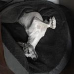 Whippet Hündin im Schlaf